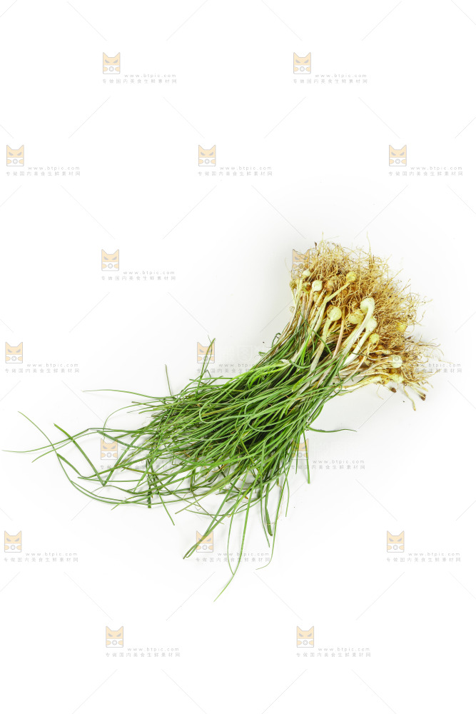 白底上的野葱