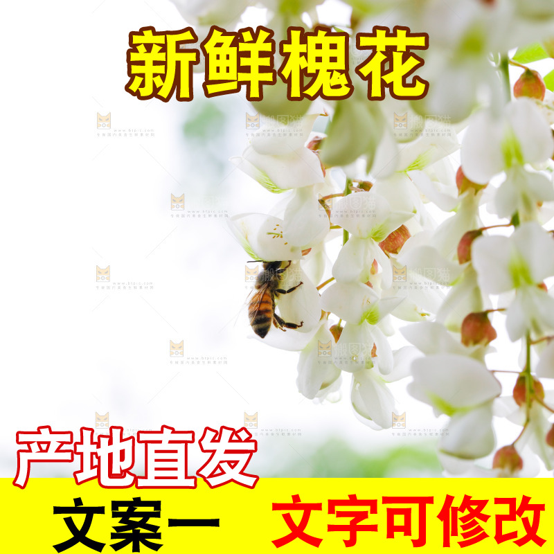 树上的新鲜槐花