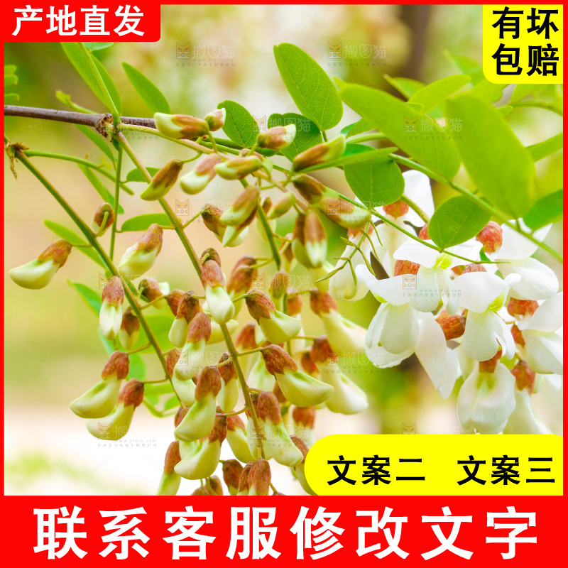树上的新鲜槐花