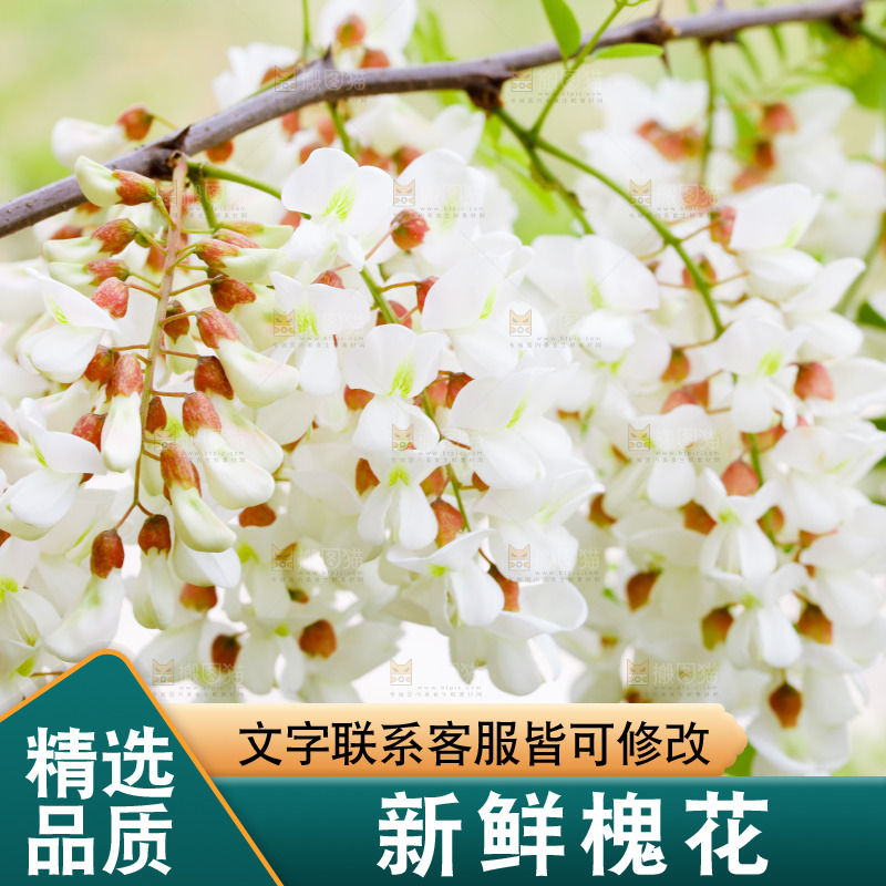 树上的新鲜槐花