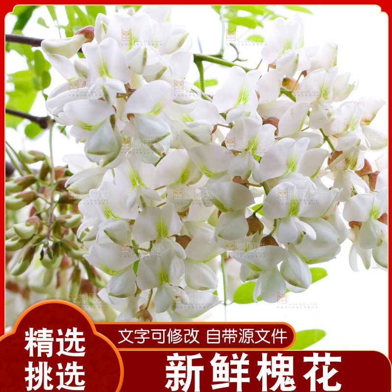 树上的新鲜槐花