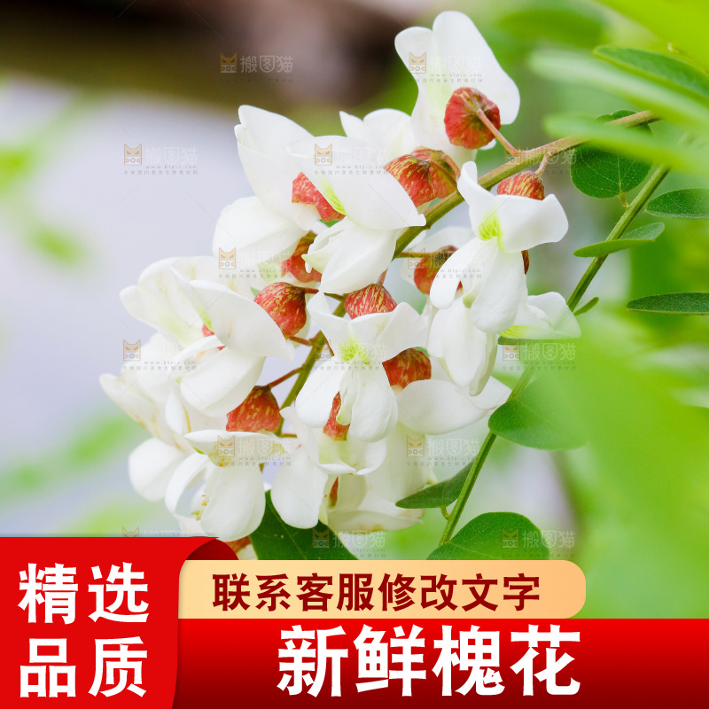 树上的新鲜槐花