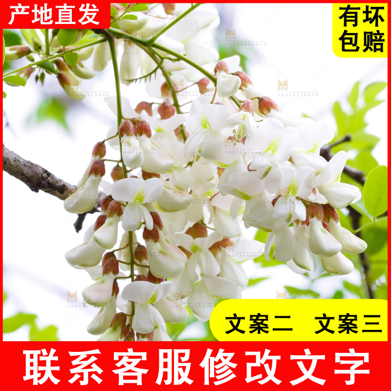 树上的新鲜槐花