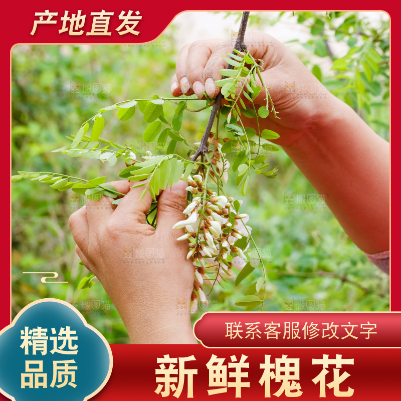 树上的新鲜槐花
