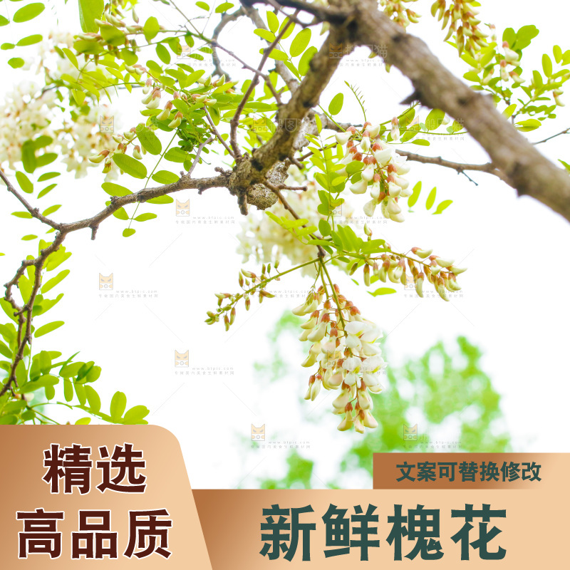 树上的新鲜槐花