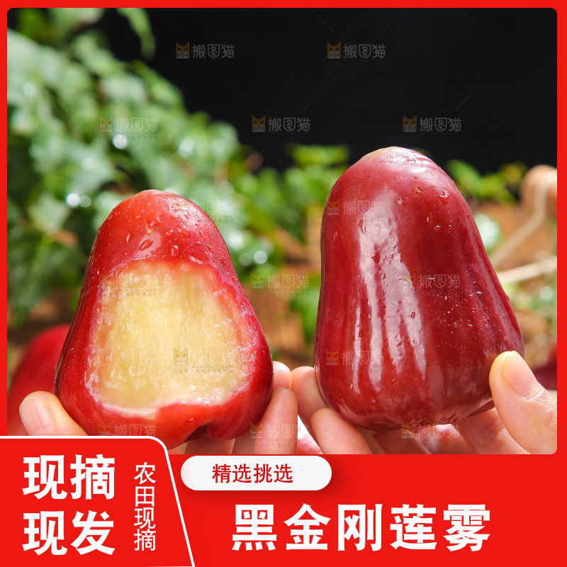 深底上的黑金刚莲雾