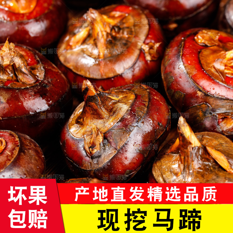 深底上的广西荔浦马蹄