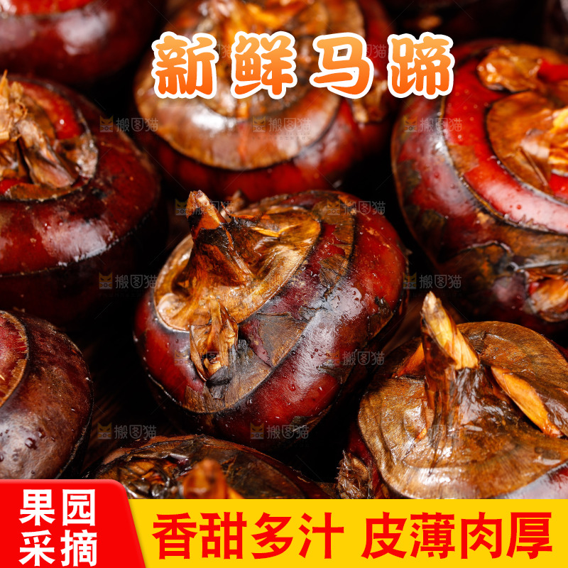 深底上的广西荔浦马蹄