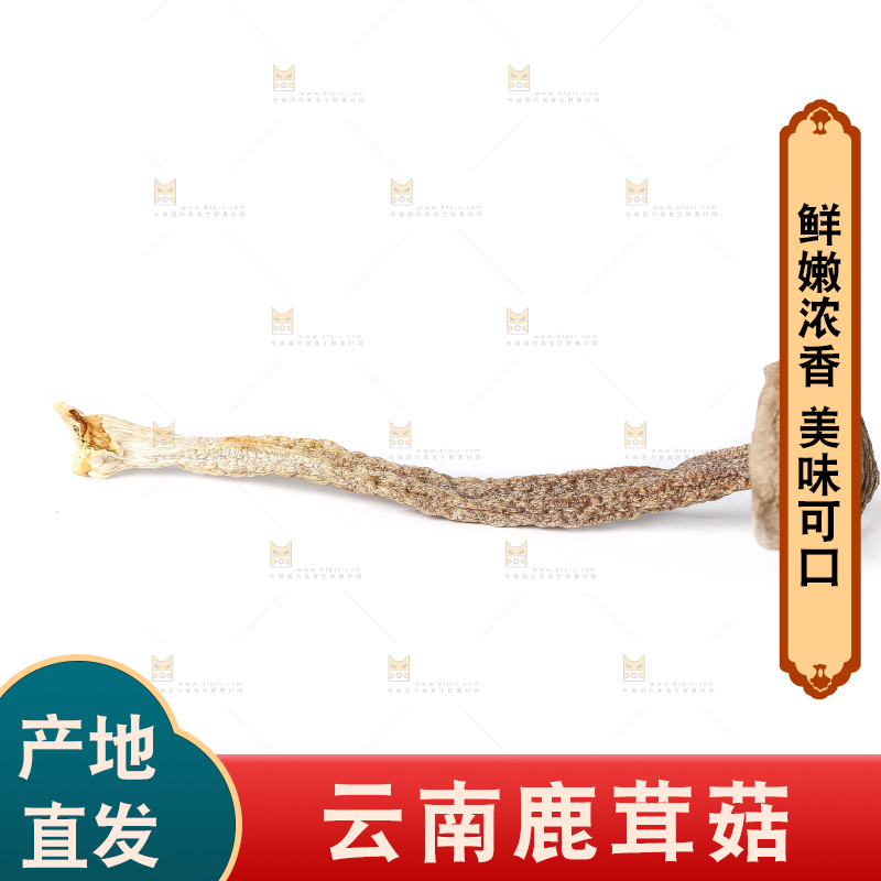 白底上的鹿茸菇