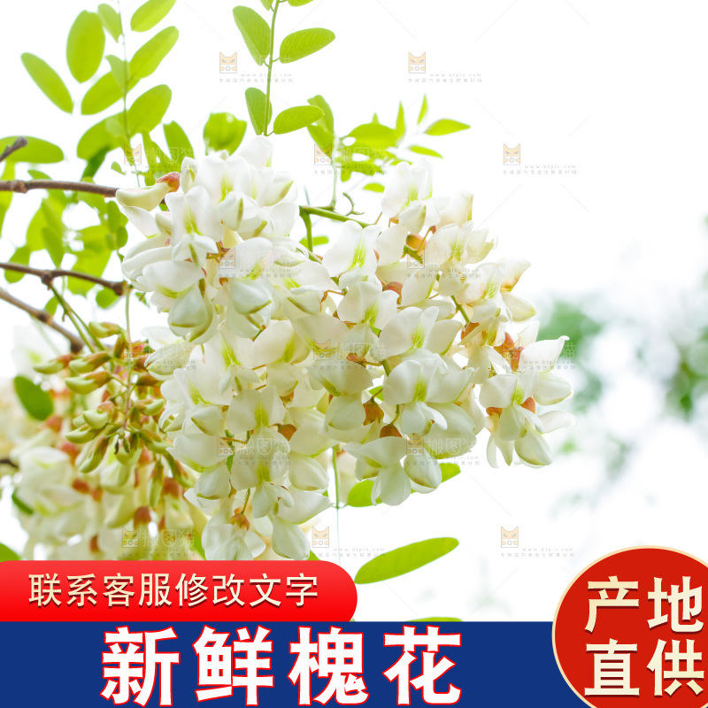树上的新鲜槐花
