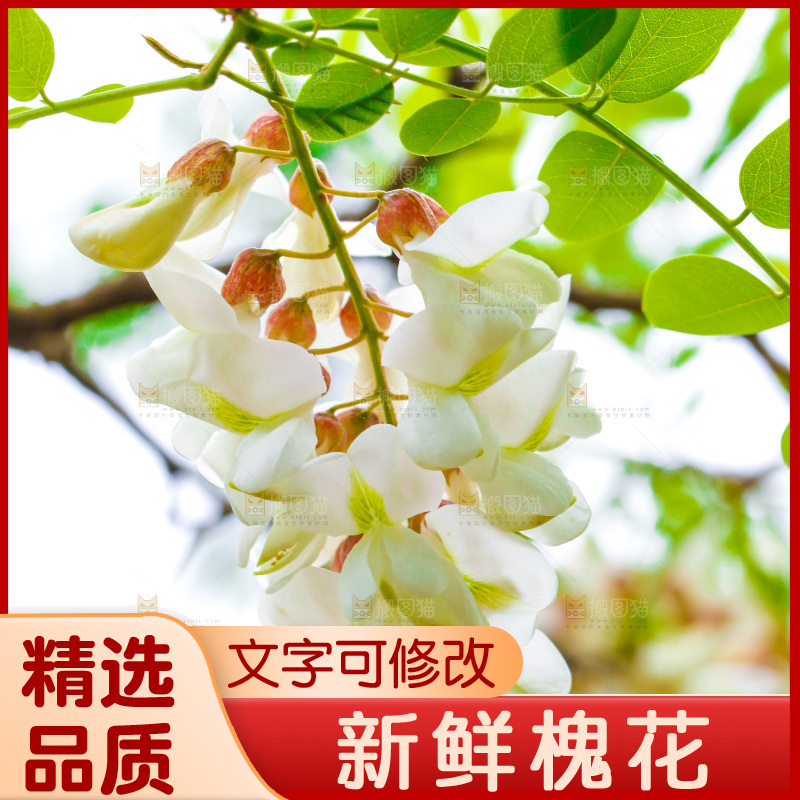 树上的新鲜槐花