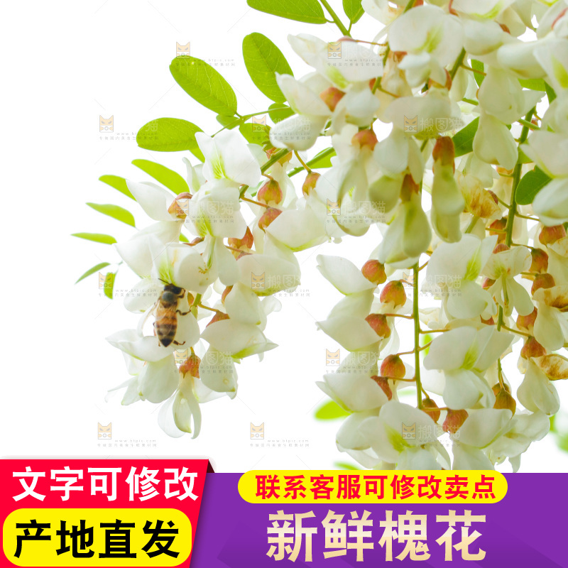 树上的新鲜槐花