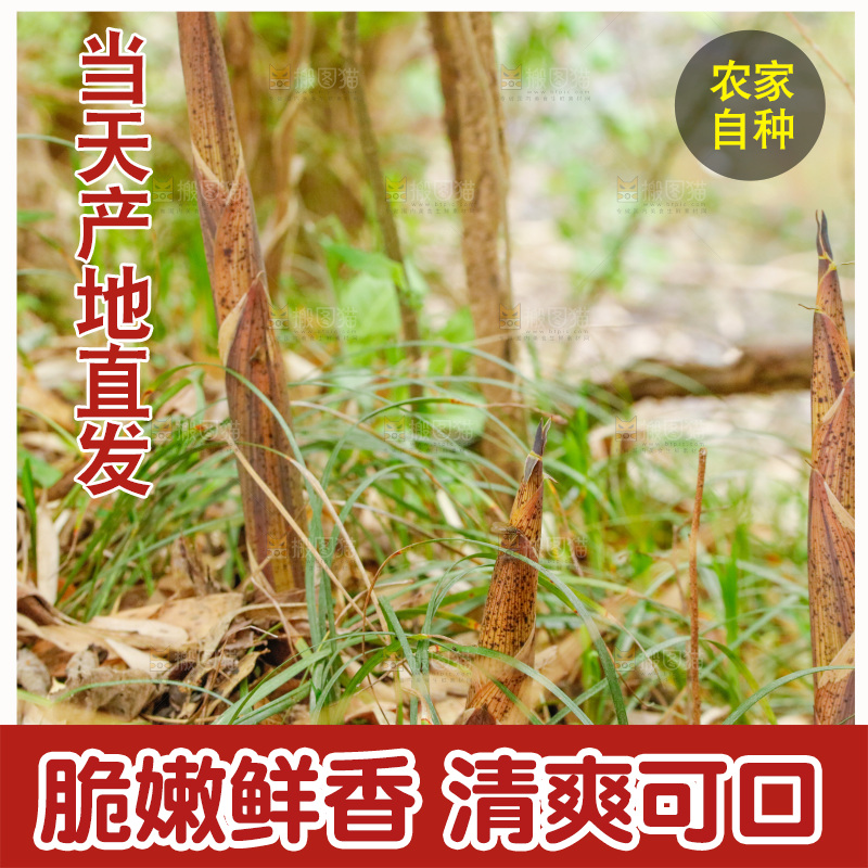 地上的新鲜春笋