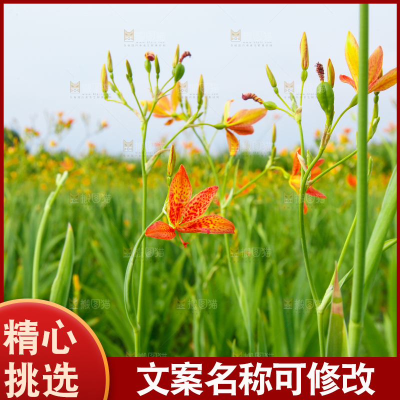 地里的新鲜黄花