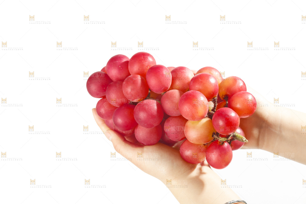 白底上的妮娜皇后葡萄