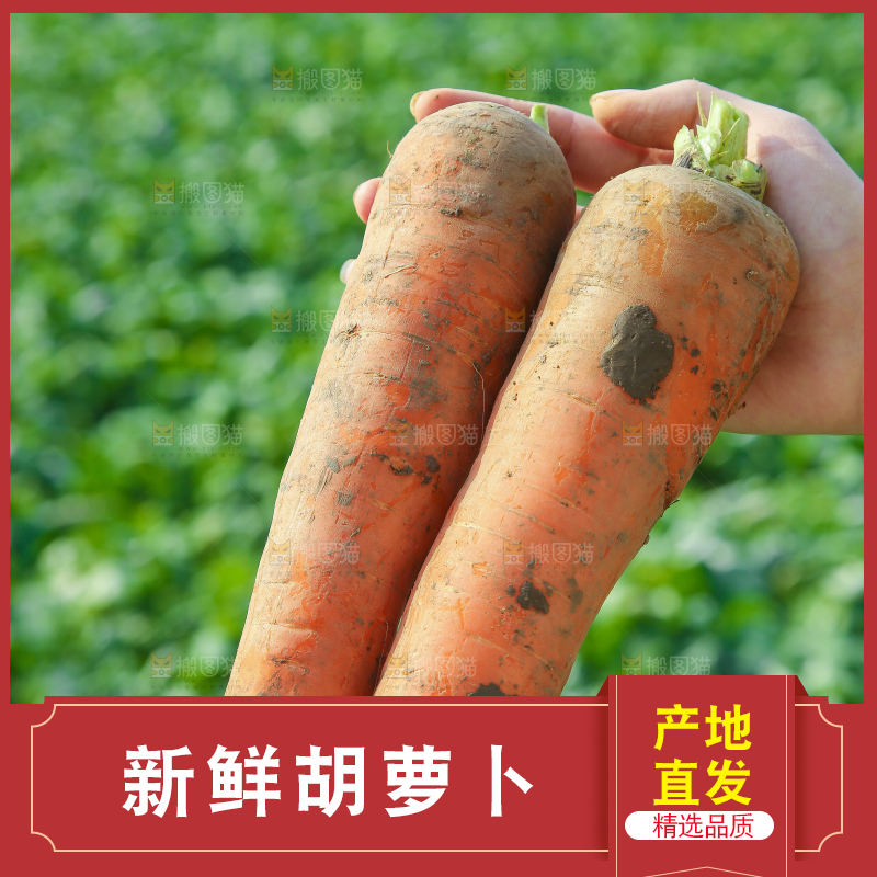 手里拿着胡萝卜