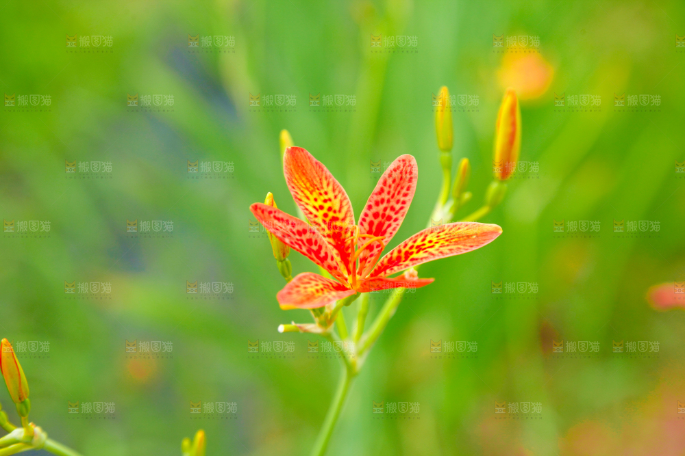 地里的新鲜黄花