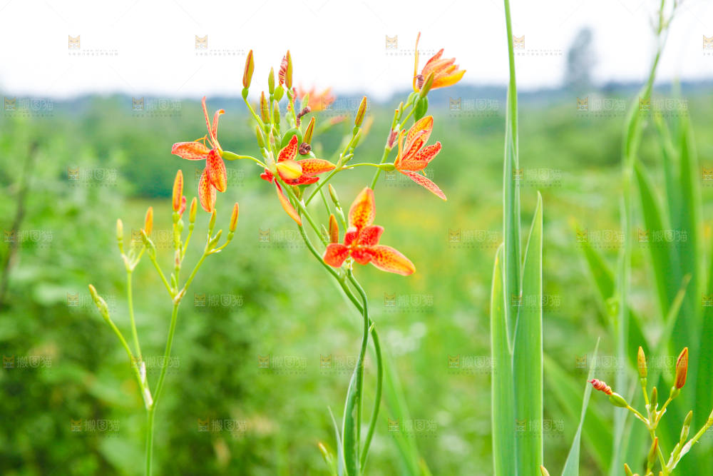 地里的新鲜黄花
