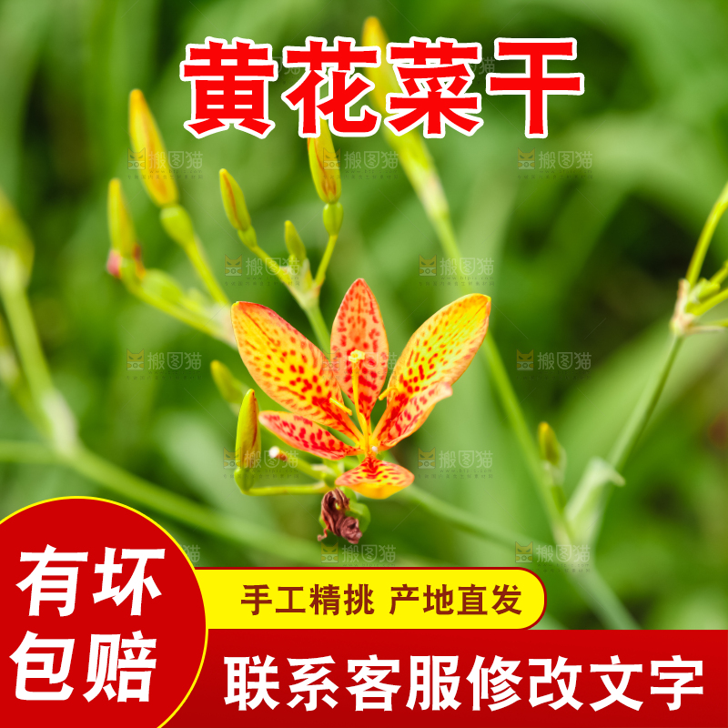 地里的新鲜黄花