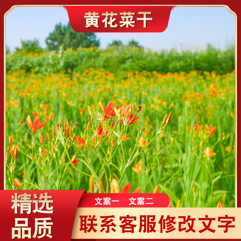 地里的新鲜黄花
