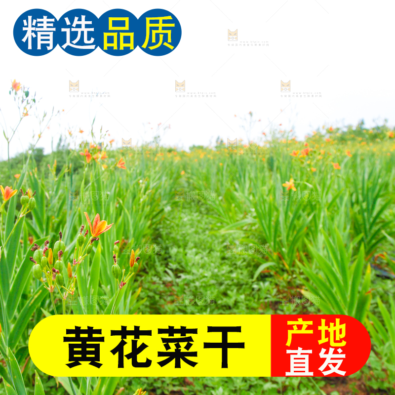 地里的新鲜黄花