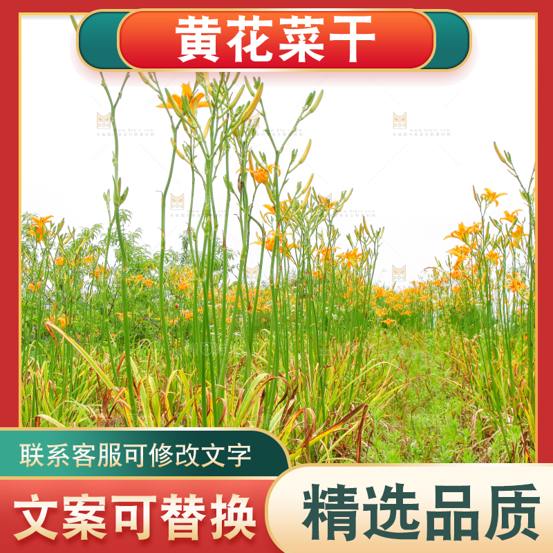 地里的新鲜黄花