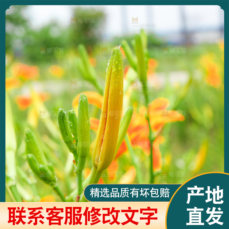 地里的新鲜黄花