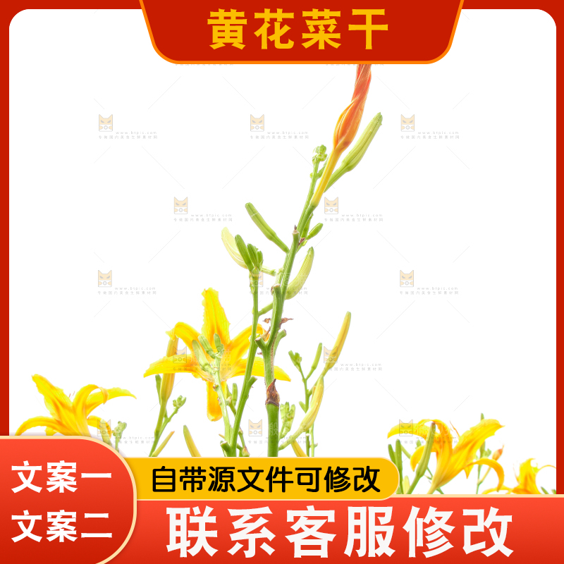 地里的新鲜黄花