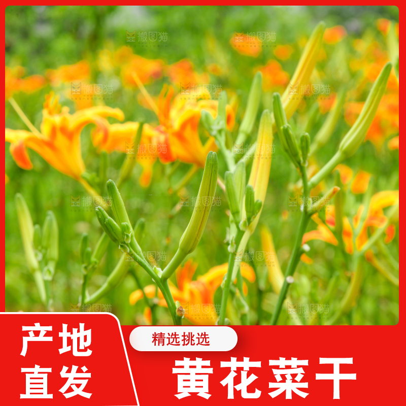 地里的新鲜黄花