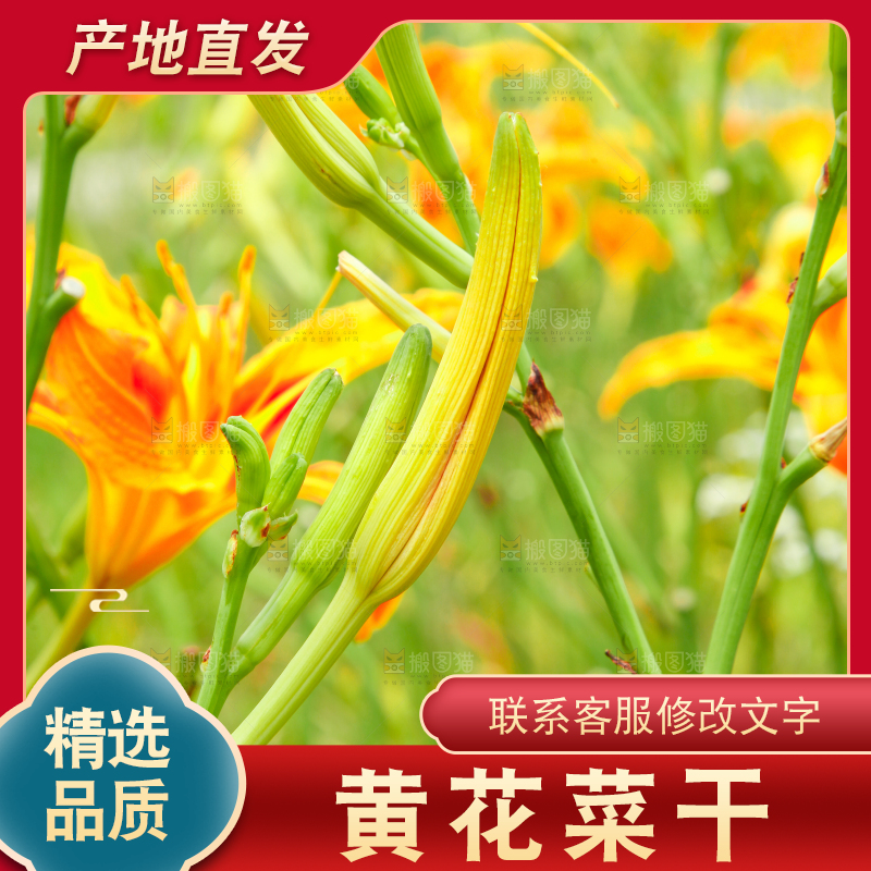 地里的新鲜黄花