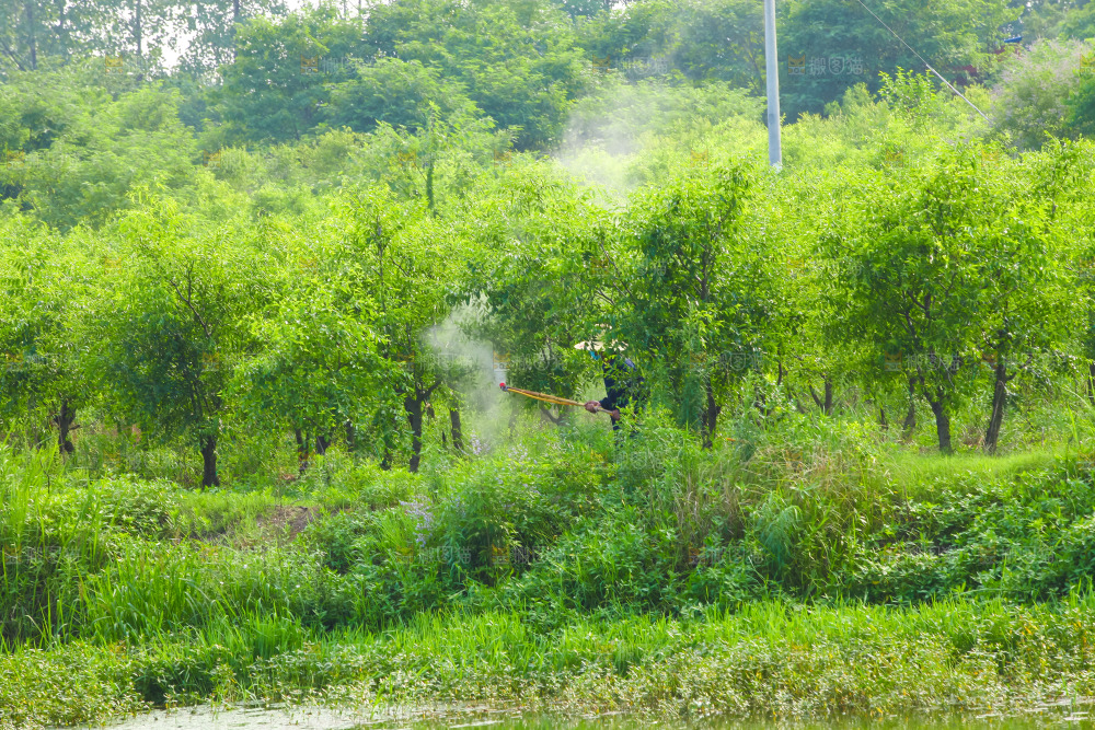 大片枣树