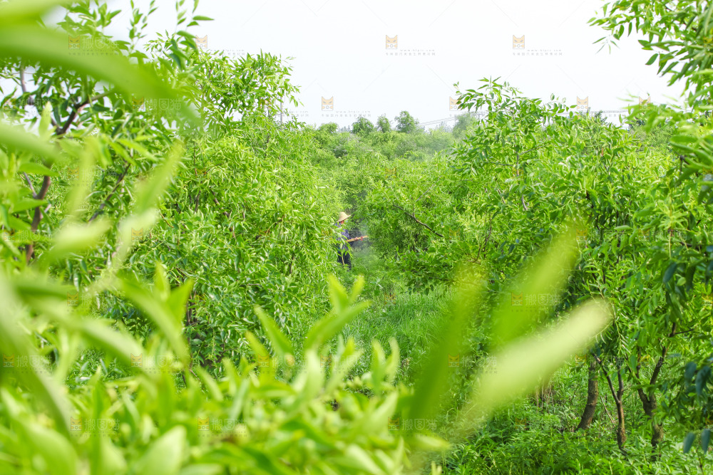 枣子种植