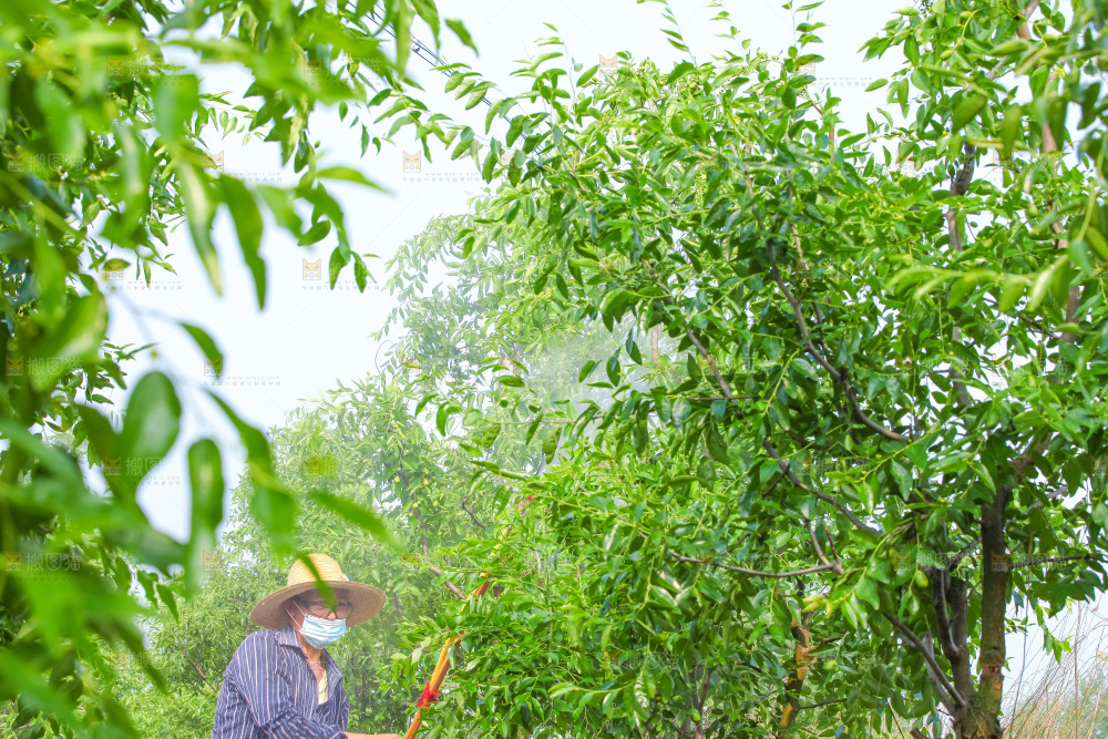 大片枣树