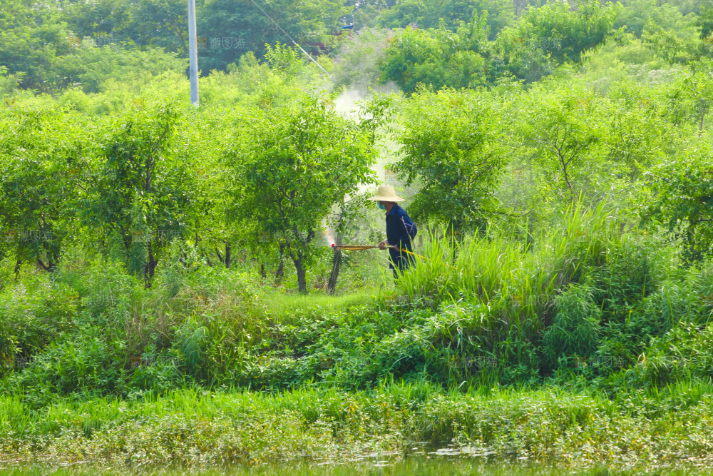 大片枣树