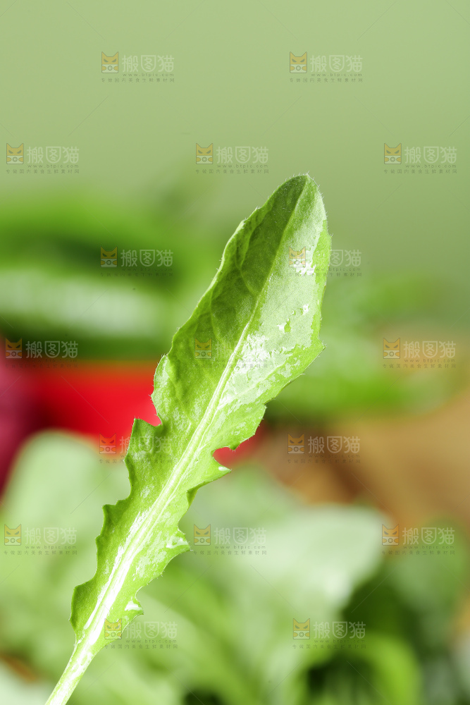 木底上的地菜