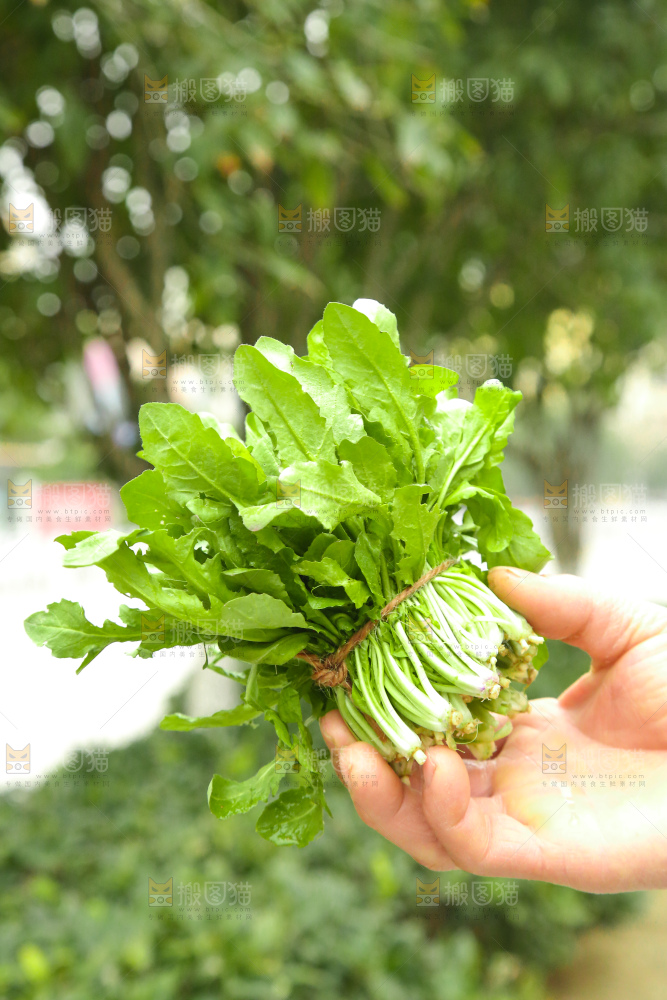 手里拿着地菜