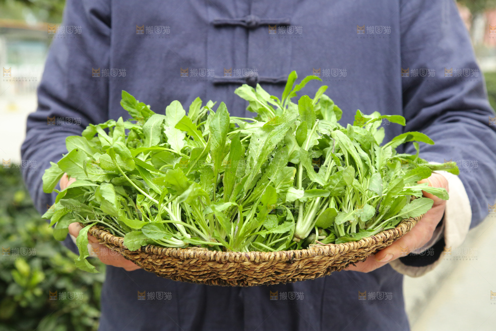 手里拿着地菜