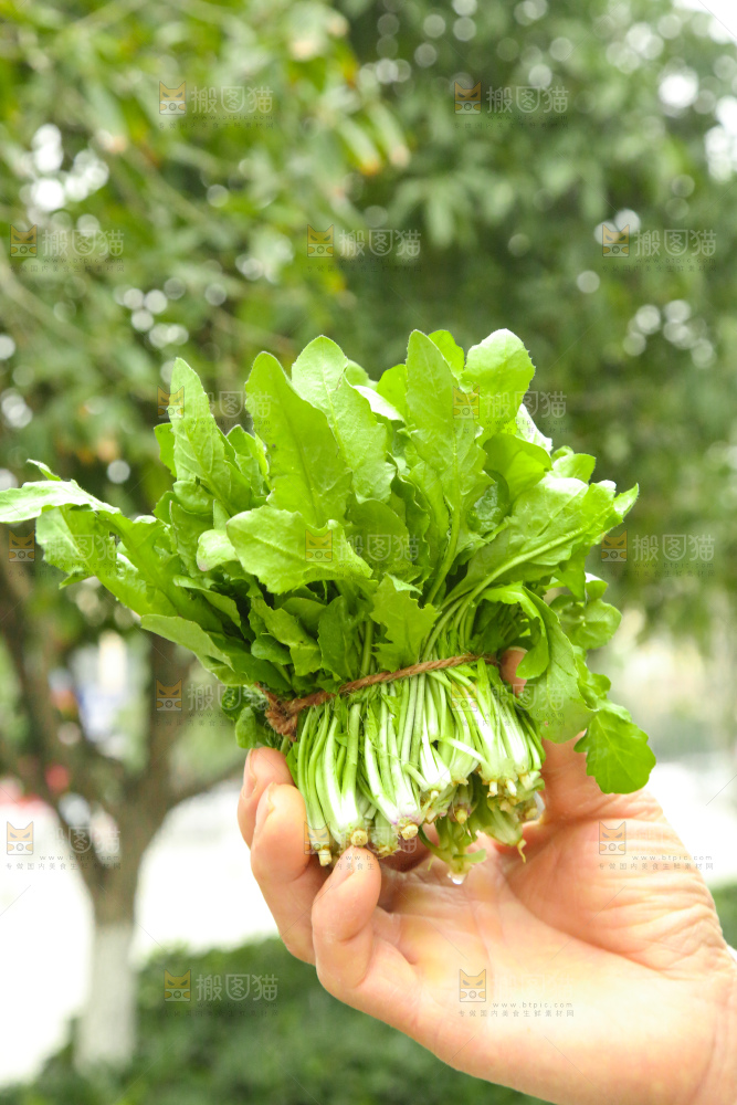 手里拿着地菜