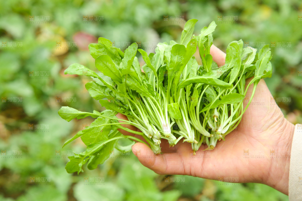 手里拿着荠菜