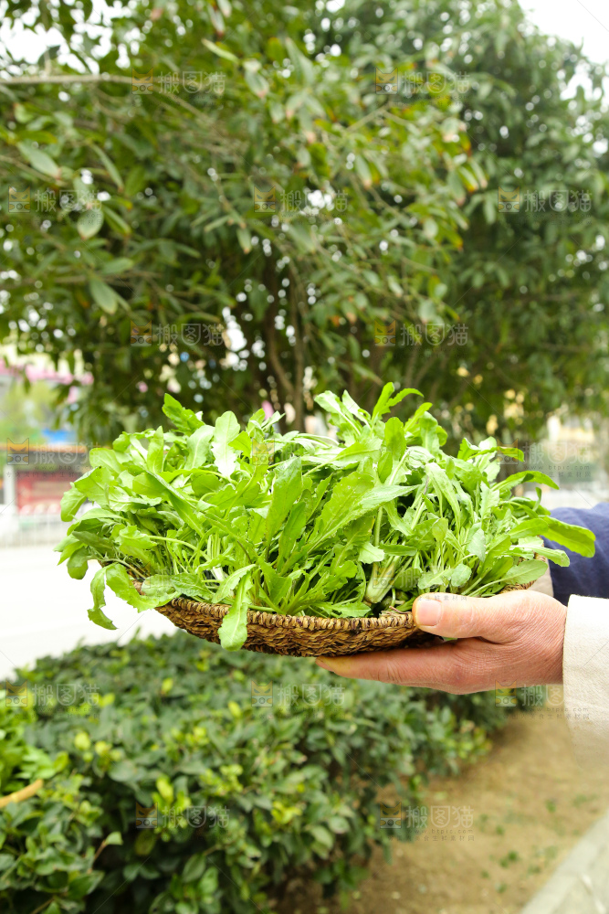 手里拿着地菜