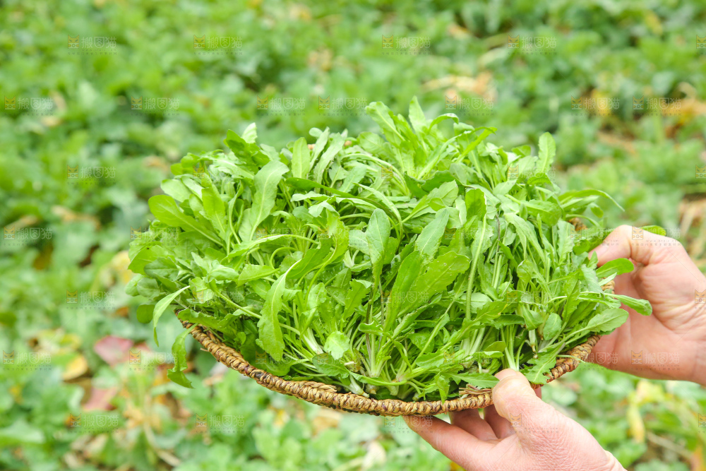 手里拿着地菜