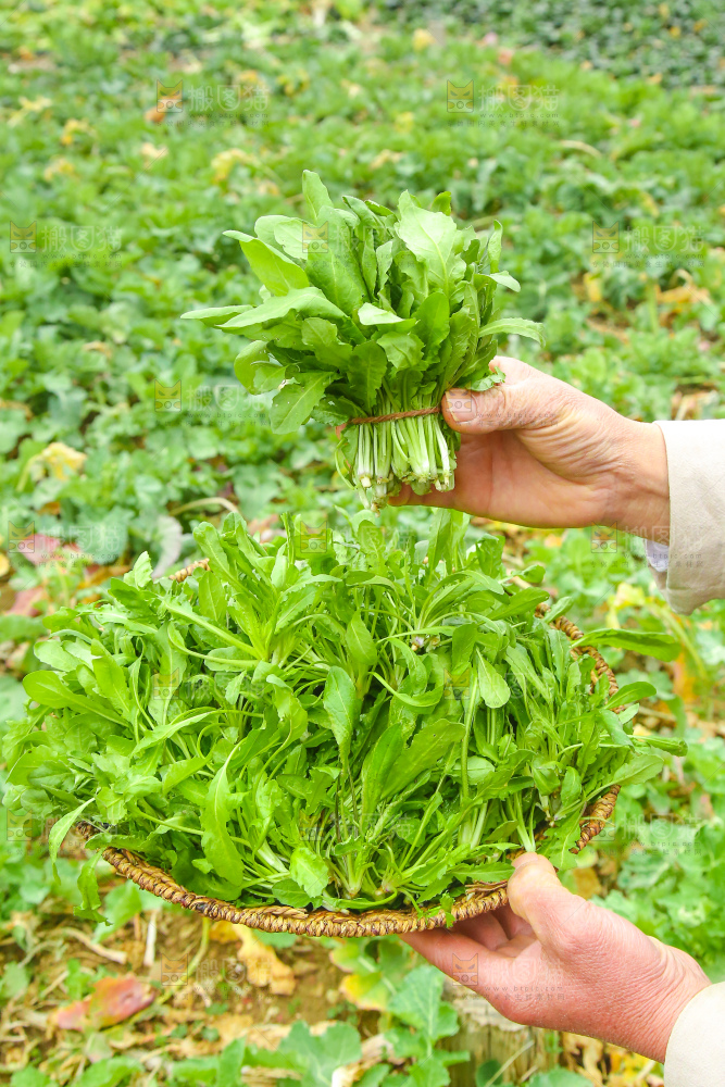 手里拿着地菜