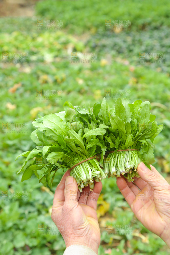 手里拿着地菜