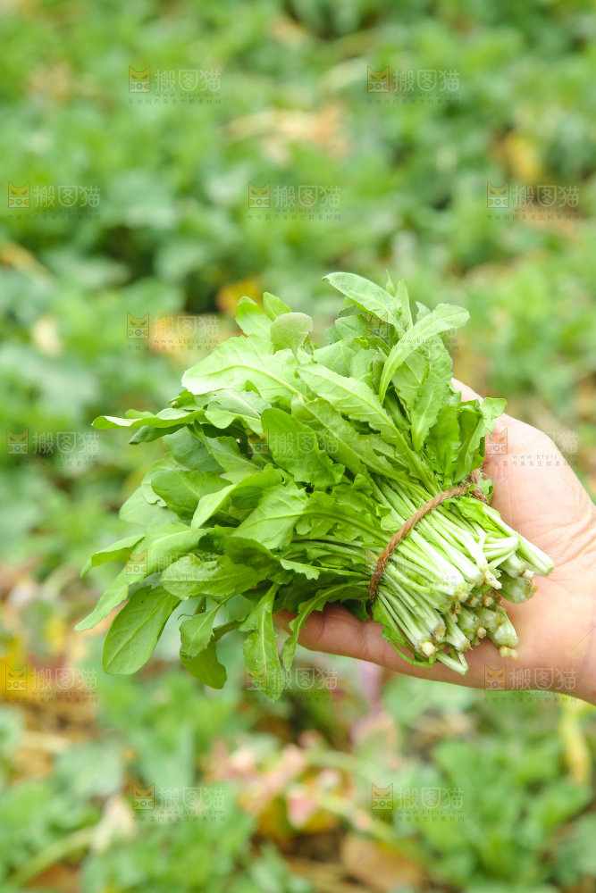 手里拿着地菜