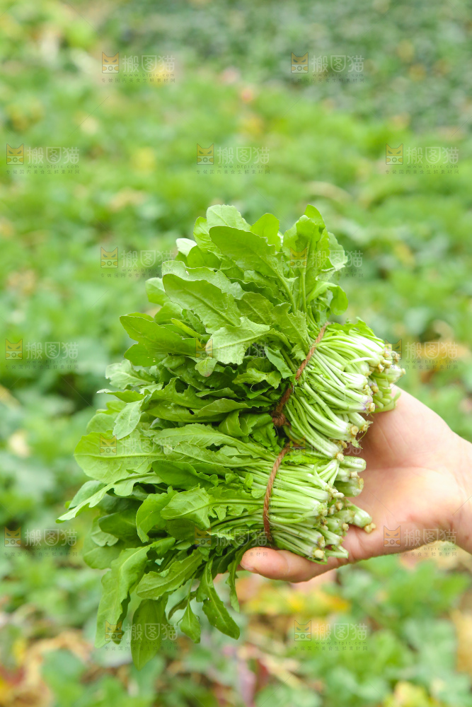 手里拿着地菜