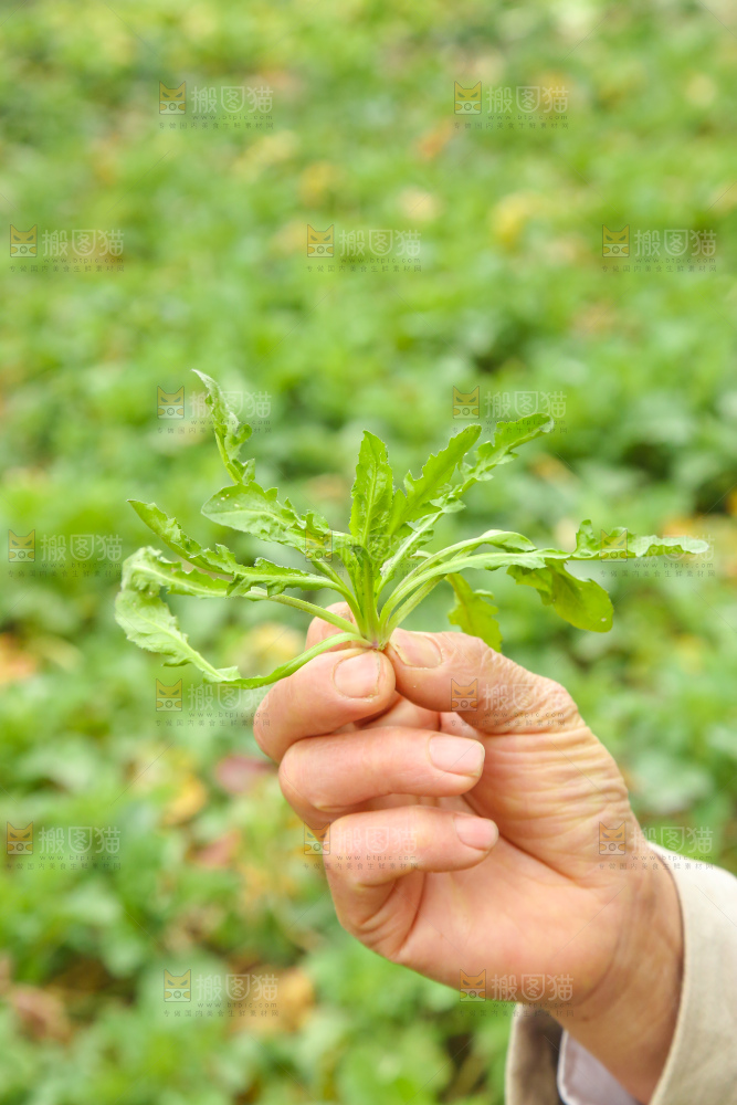 手里拿着荠菜