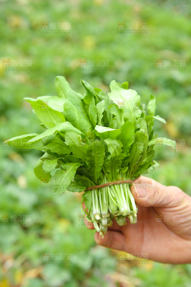 手里拿着地菜
