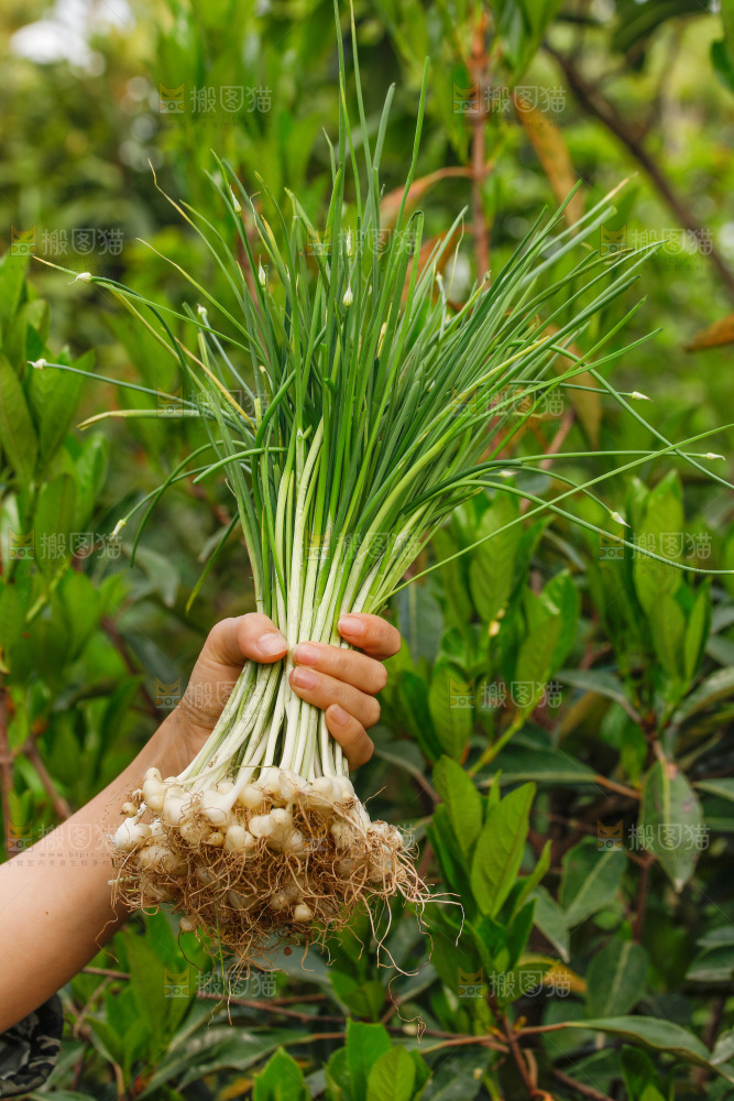 手里拿着新鲜野葱