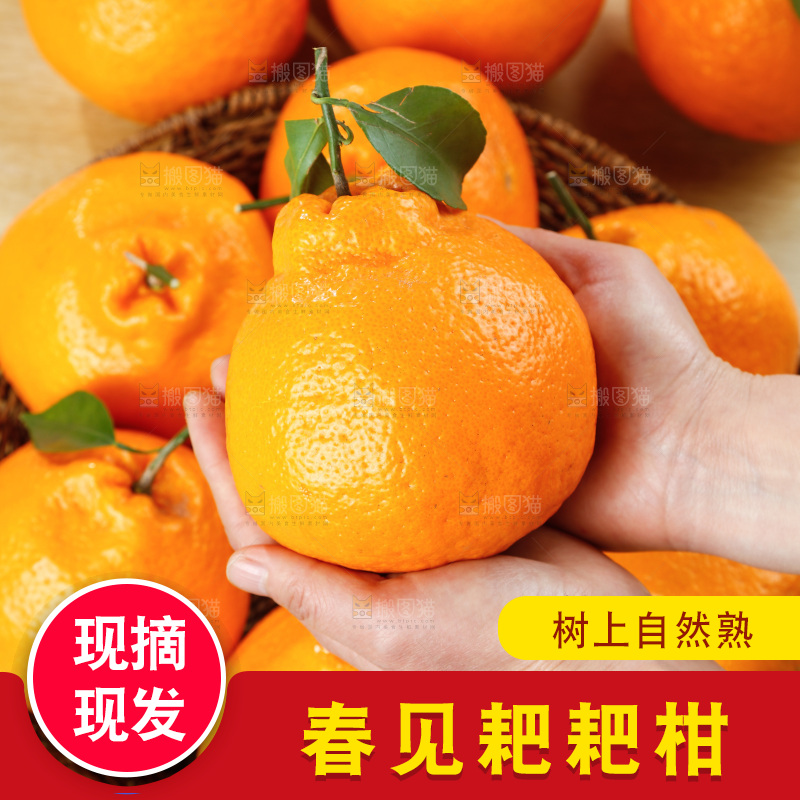 深底上的春见耙耙柑
