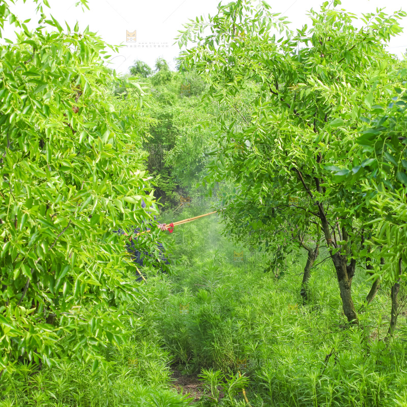 枣子种植